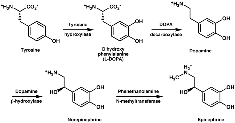 Tyrosine - its many important roles