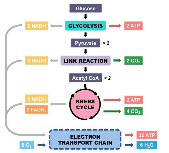 Cellular Respiration and CoQ10 - Part 1