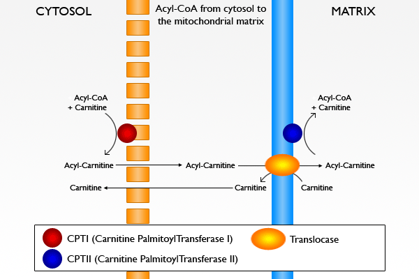 Acetyl-L-Carnitine - the Science