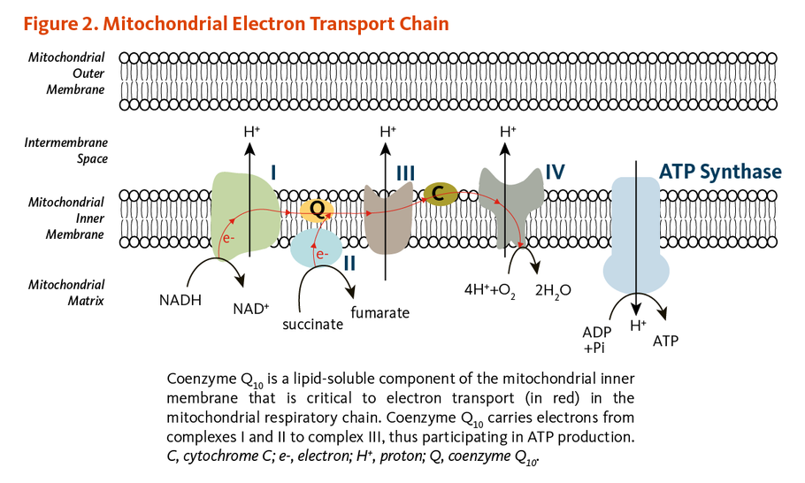 Cellular Respiration and CoQ10 - Part 2